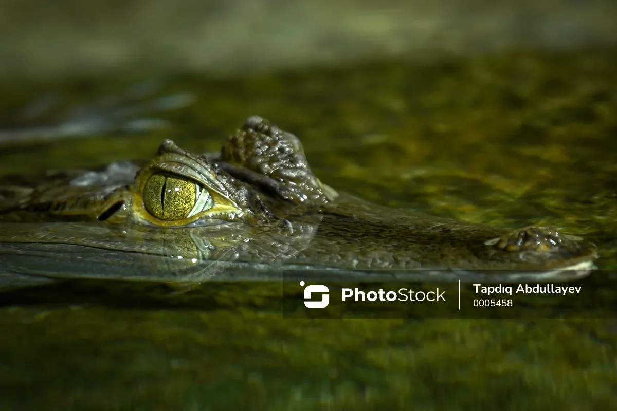 СМИ: Индия может начать использовать змей и крокодилов для защиты границы