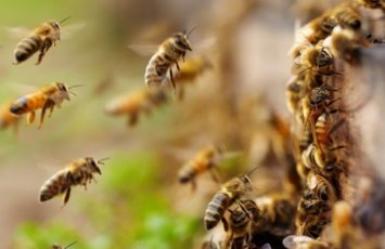 Azərbaycan arıçılığı üçün Orta Asiyadan gələn təhlükə: Arı ölümləri niyə artıb? - ARAŞDIRMA