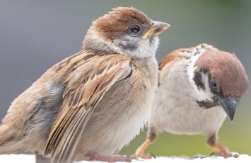 “Sərçələr o vaxt Bakı şəhərində çoxala bilər ki, qarğalar...”-FOTO+ÖZƏL