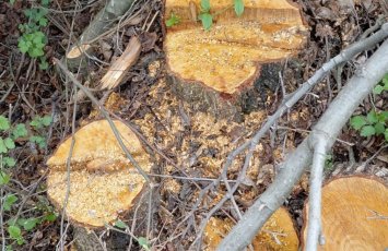 Oğuzda ağacların kəsilməsinə görə cinayət işi başlanıb