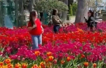 Bulvarda gülləri əzən 10 nəfər polisə çağırıldı - VİDEO