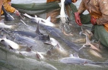 Namibiyada rusiyalı balıqçıların gəmisi saxlanılıb