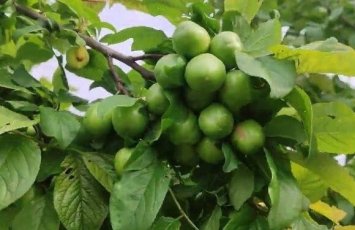 Alçanın qiyməti düşmür: Bahalığın səbəbi nədir?