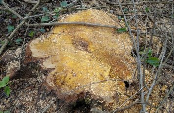 Oğuzda qanunsuz ağac kəsən 3 nəfər saxlanılıb