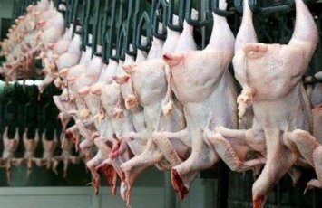 SOS: Bu toyuqlar İNFEKSİYA mənbəyidir – Necə TANIMALI?