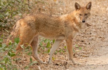 В Уджаре шакал напал на жителей, три человека пострадали
