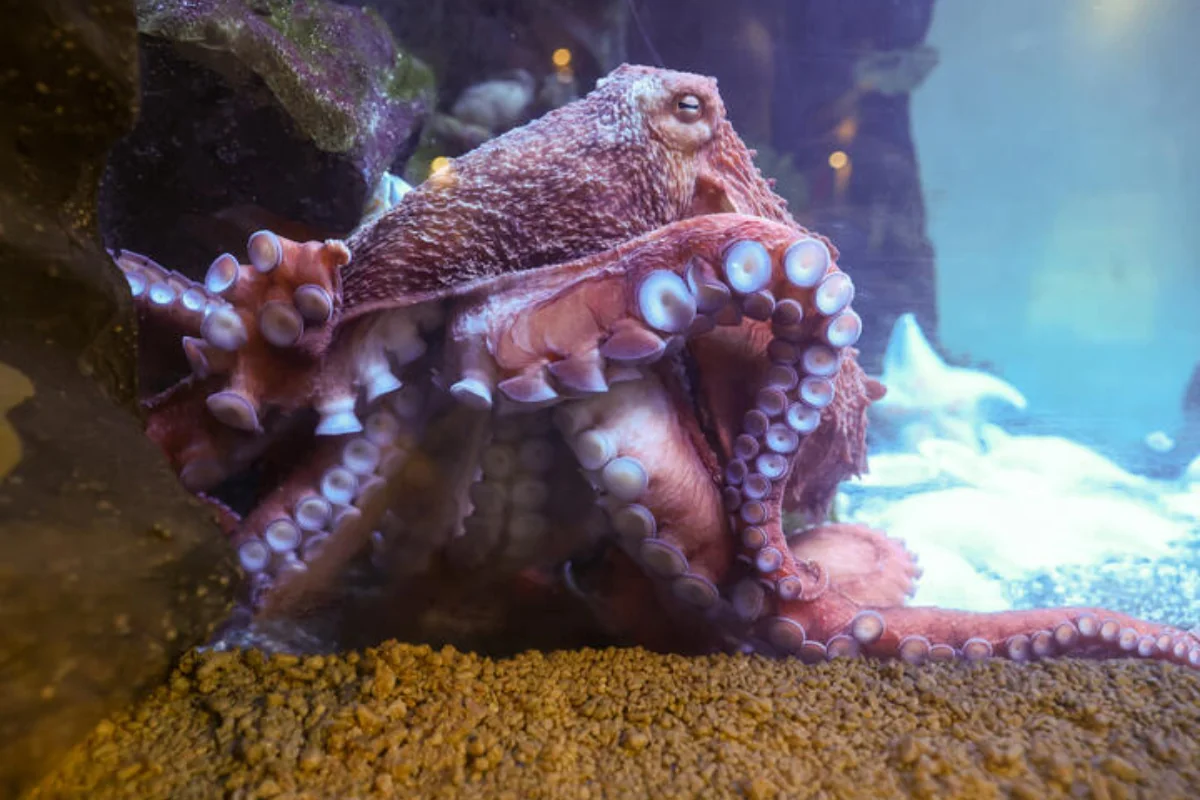 В Японии изучили останки древних гигантских осьминогов