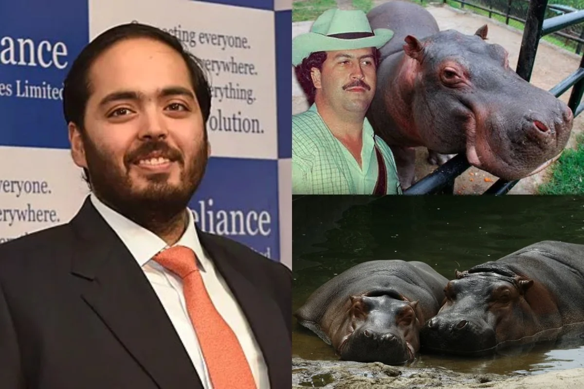 Hindistanlı milyarderin oğlu Eskobarın begemotlarını xilas etmək istəyir
