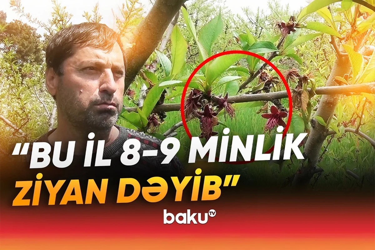 Qeyri-sabit hava fermerləri çətin vəziyyətə saldı: Meyvə BAHALAŞACAQ? - VİDEO