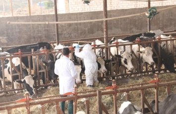 Azərbaycanda yenidən dabaq riski: Nazirlikdən RƏSMİ AÇIQLAMA