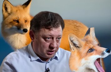 “Biz onların məskənini işğal etmişik, quduzluq yaya bilərlər” - Bakıda tülkülər niyə çoxalıb? - AÇIQLAMA+ÖZƏL