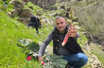 Kilosuı 37 manatdan 10 AZN-ə düşdü: Sübh tezdən dağdan yığılır - FOTO