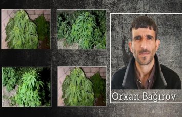 Salyanda çətənə kolları yetişdirən şəxs həbs edildi
