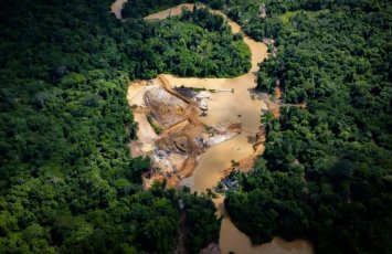Greenpeace: В лесах Амазонии незаконно добывается золото на миллиарды долларов
