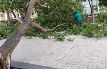 В Баку сильный ветер повалил десятки деревьев - ФОТО/ВИДЕО