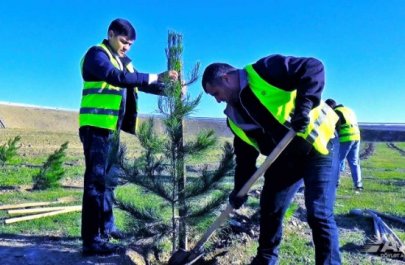 AAYDA növbəti ağacəkmə aksiyası keçirib