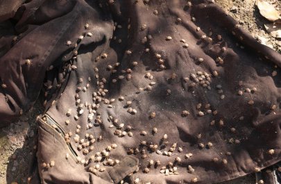 Rayonlarda qəhvəyi mərmər bağacığı ilə mübarizə davam edir - FOTOLAR