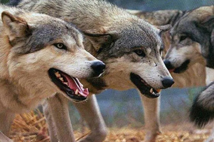 Kürdəmirdə canavarlar sürü halında gəzir - 10 baş qoyun tələf oldu - VİDEO