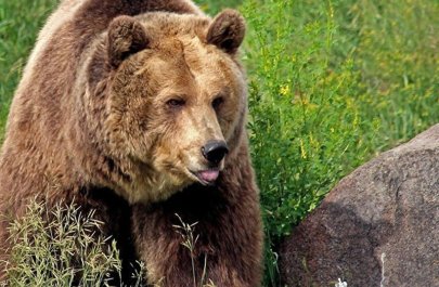 250 kq-lıq ayı ABŞ sakininin evinin zirzəmisində sığınacaq tapdı - VİDEO