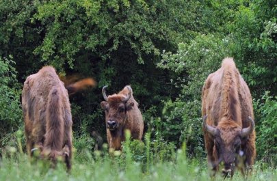 “Ölkə ərazisində nəsli kəsilməkdə olan zubrların sayı ildən-ilə artır” - FOTO+ÖZƏL