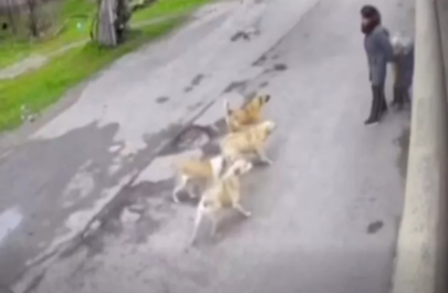 Bakıda küçə itləri ana və övladlarına hücum etdi - VİDEO