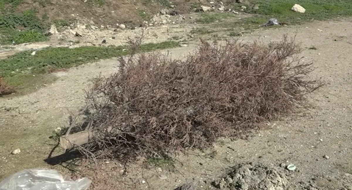 В бакинском поселке вырубают деревья из-за строительства? - ВИДЕО