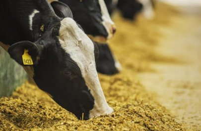 AQTA bununla bağlı fermerlərə çağırış etdi - VİDEO