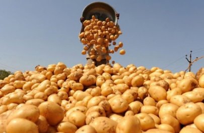 Kartofda qıtlıq təhlükəsi: İstehsal tələbatı ödəmir