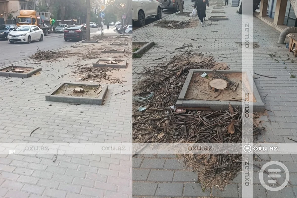 В Наримановском районе Баку массово вырубили деревья? - ВИДЕО