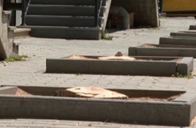 Bakıda 10-dan çox ağac kəsildi - Araşdırma başladı - VİDEO