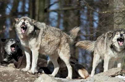 İmişlidə canavarlar kəndə hücum ediblər - VİDEO