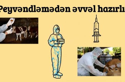Heyvanlar necə peyvənd olunur? - VİDEO