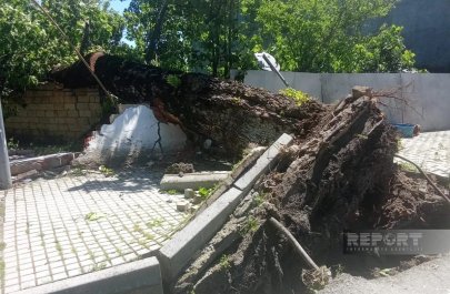 İsmayıllıda güclü külək irigövdəli ağacları aşırıb - FOTO