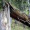 Ukraynanı işğal edən Putin ordusunun ehtiyacları üçün kəsilən ağac icra başçısını öldürdü...