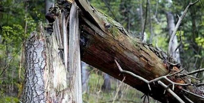 İşğalçı Putin ordusunun ehtiyacları üçün kəsilən ağac icra başçısını öldürdü...